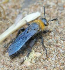 Campsomeriella