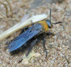 Campsomeriella