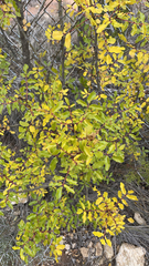 Zanthoxylum hirsutum