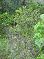 Penaea cneorum gigantea
