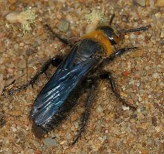 Campsomeriella