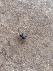 Scaphinotus angusticollis