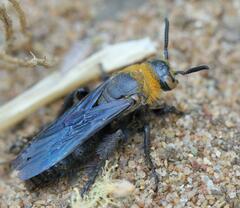 Campsomeriella