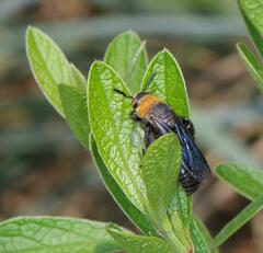 Campsomeriella