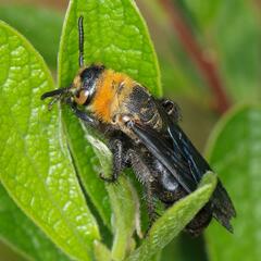 Campsomeriella