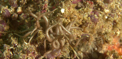 Phyllodesmium briareum