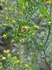 Penaea cneorum gigantea