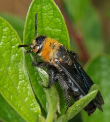 Campsomeriella