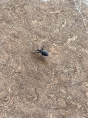 Scaphinotus angusticollis