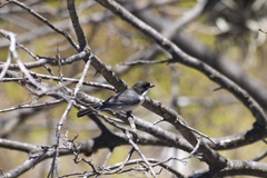 Microspingus melanoleucus