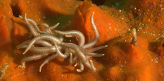 Phyllodesmium briareum
