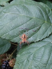 Araneus diadematus