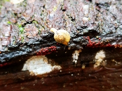 Nitor medioximus