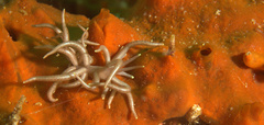 Phyllodesmium briareum