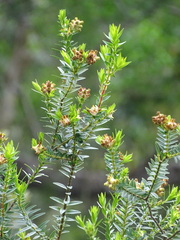 Penaea cneorum gigantea