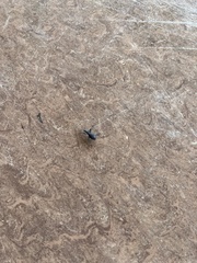 Scaphinotus angusticollis