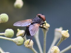 Phasia aurigera