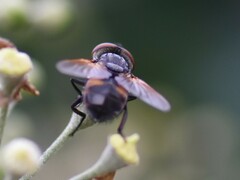 Phasia aurigera