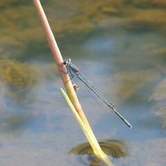 Pseudagrion salisburyense
