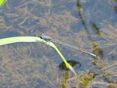 Pseudagrion salisburyense