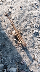 Sceloporus variabilis