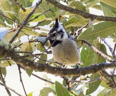 Baeolophus wollweberi