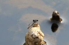 Pseudagrion salisburyense