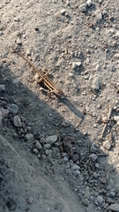 Sceloporus variabilis