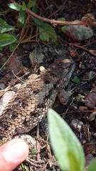 Sceloporus spinosus