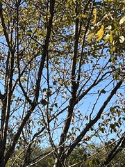 Passer domesticus