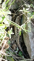 Sceloporus spinosus