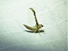Callibaetis pictus