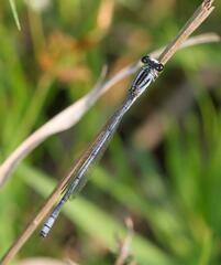 Pseudagrion kersteni