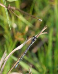 Pseudagrion kersteni