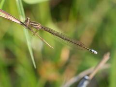 Pseudagrion kersteni