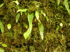 Loxogramme dictyopteris