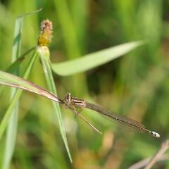 Pseudagrion kersteni