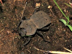 Anomalipus decosteri