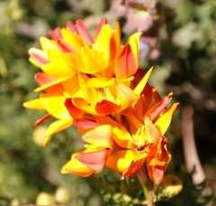 Ixia dubia