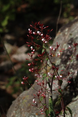 Lopezia racemosa
