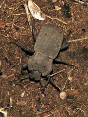 Anomalipus decosteri