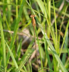 Lestes plagiatus