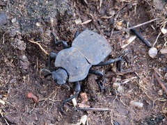 Anomalipus decosteri