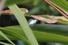 Psychonotis caelius