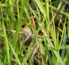 Lestes plagiatus