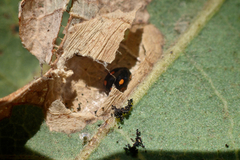 Hyperaspis quadrioculata