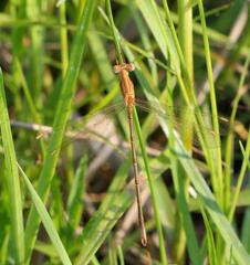 Lestes plagiatus