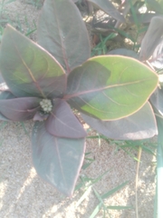 Asclepias × aequicornu