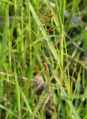Lestes plagiatus