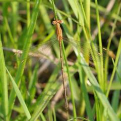 Lestes plagiatus